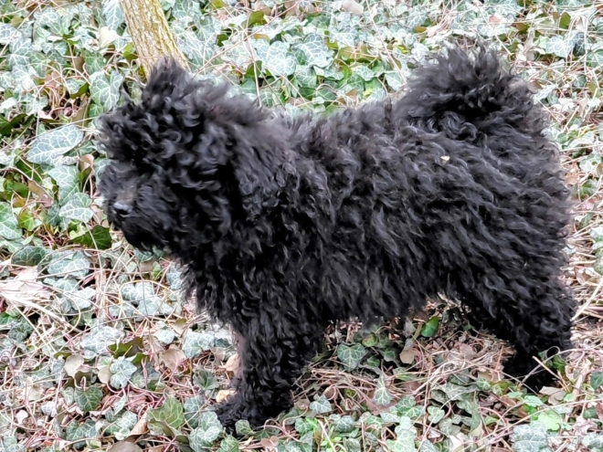 Puli puppy for sale